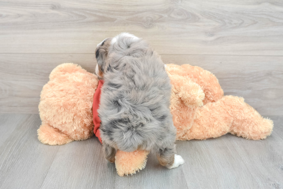 Best Mini Aussiedoodle Baby