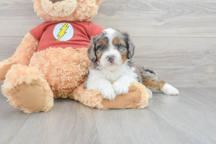 Mini Aussiedoodle Pup Being Cute