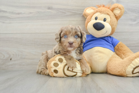 Funny Mini Aussiedoodle Poodle Mix Pup