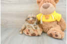 Petite Mini Aussiedoodle Poodle Mix Pup