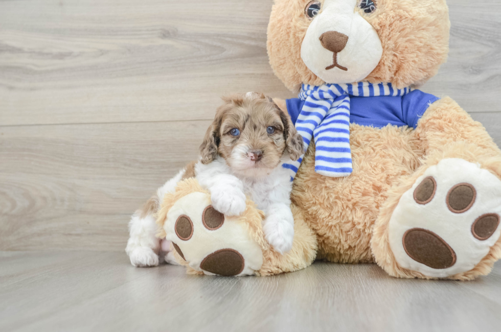 7 week old Mini Aussiedoodle Puppy For Sale - Premier Pups