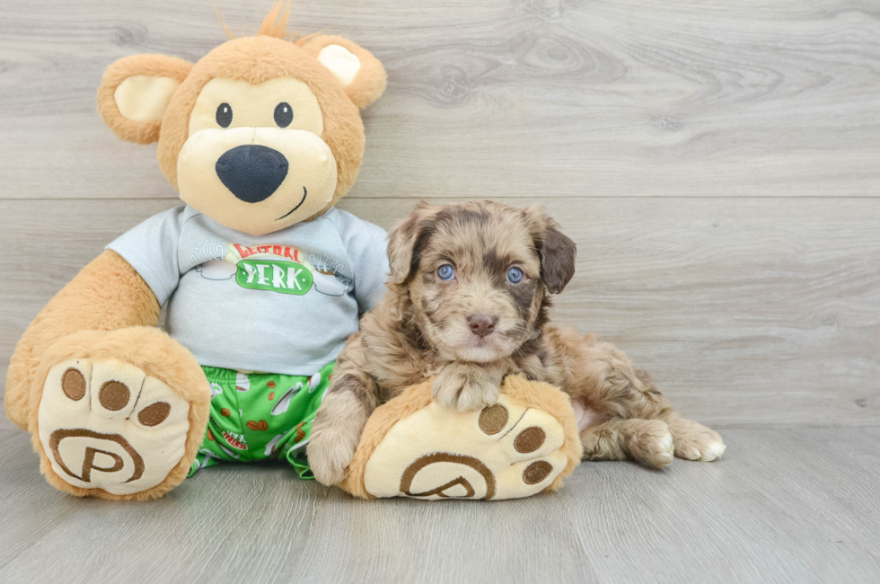 6 week old Mini Aussiedoodle Puppy For Sale - Premier Pups