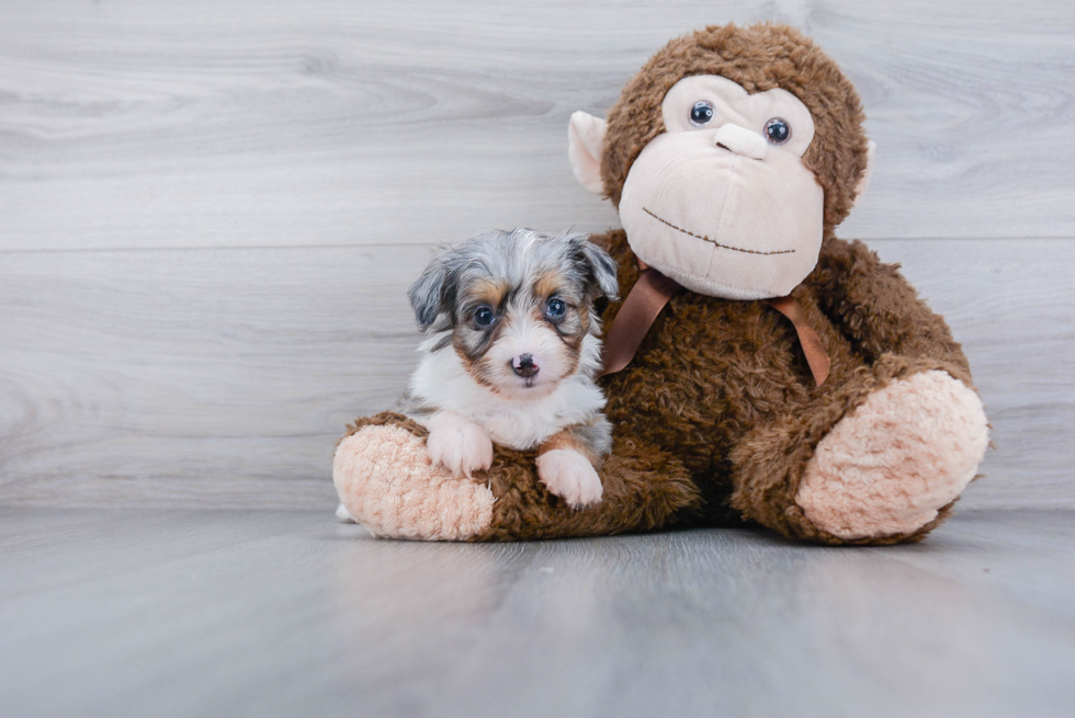 Best Mini Aussiedoodle Baby