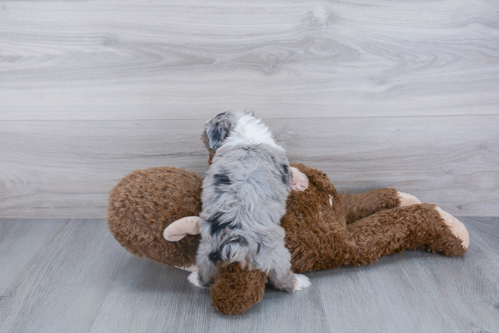 Playful Aussiepoo Poodle Mix Puppy