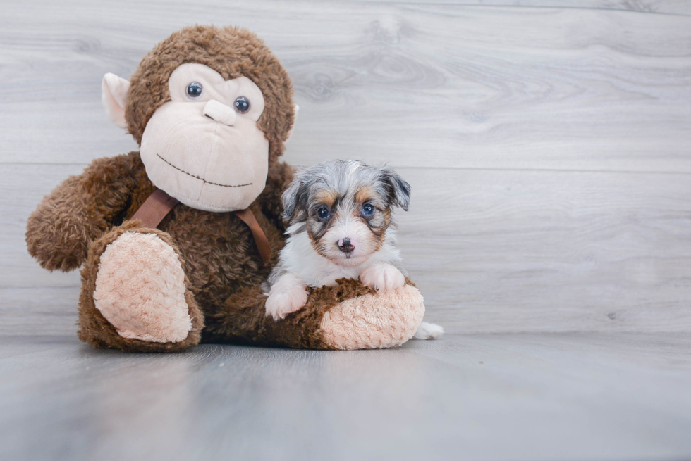 Energetic Aussiepoo Poodle Mix Puppy