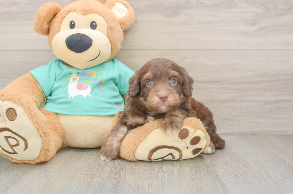 6 week old Mini Aussiedoodle Puppy For Sale - Premier Pups