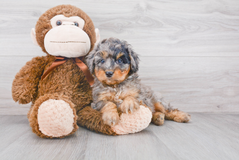 Energetic Aussiepoo Poodle Mix Puppy