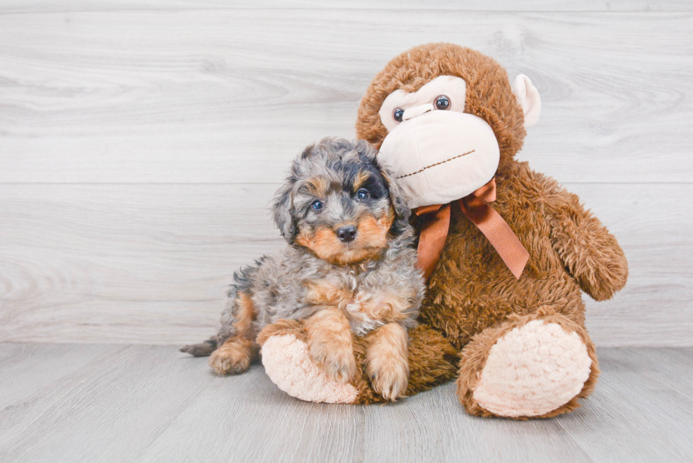 Fluffy Mini Aussiedoodle Poodle Mix Pup