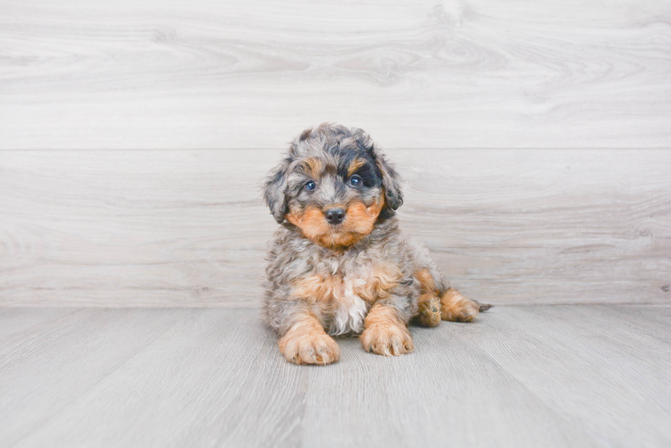 Funny Mini Aussiedoodle Poodle Mix Pup