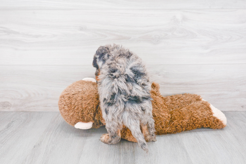 Popular Mini Aussiedoodle Poodle Mix Pup