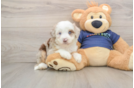 Mini Aussiedoodle Puppy for Adoption