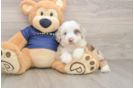 Mini Aussiedoodle Puppy for Adoption