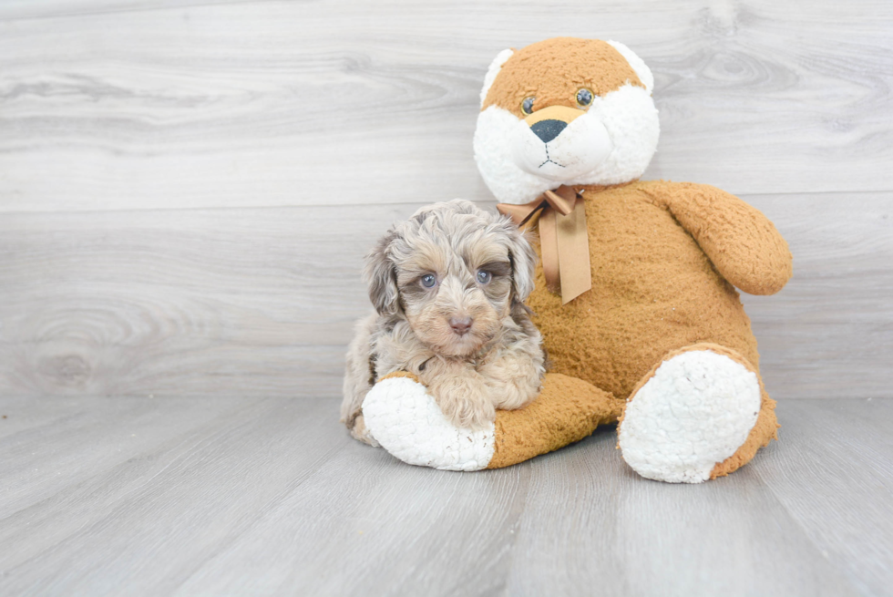 Sweet Mini Aussiedoodle Baby