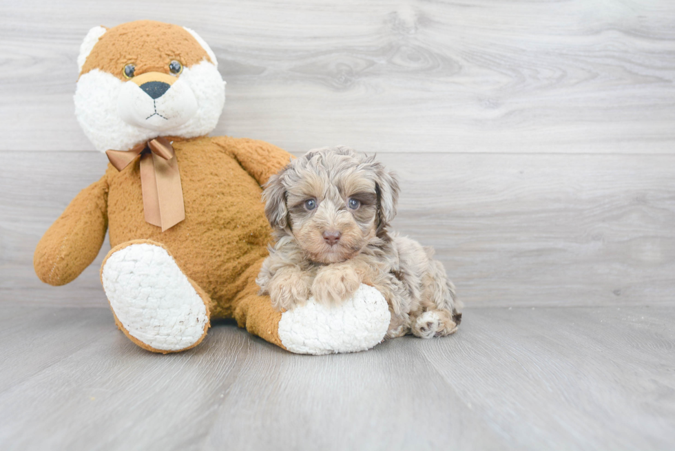 Mini Aussiedoodle Pup Being Cute