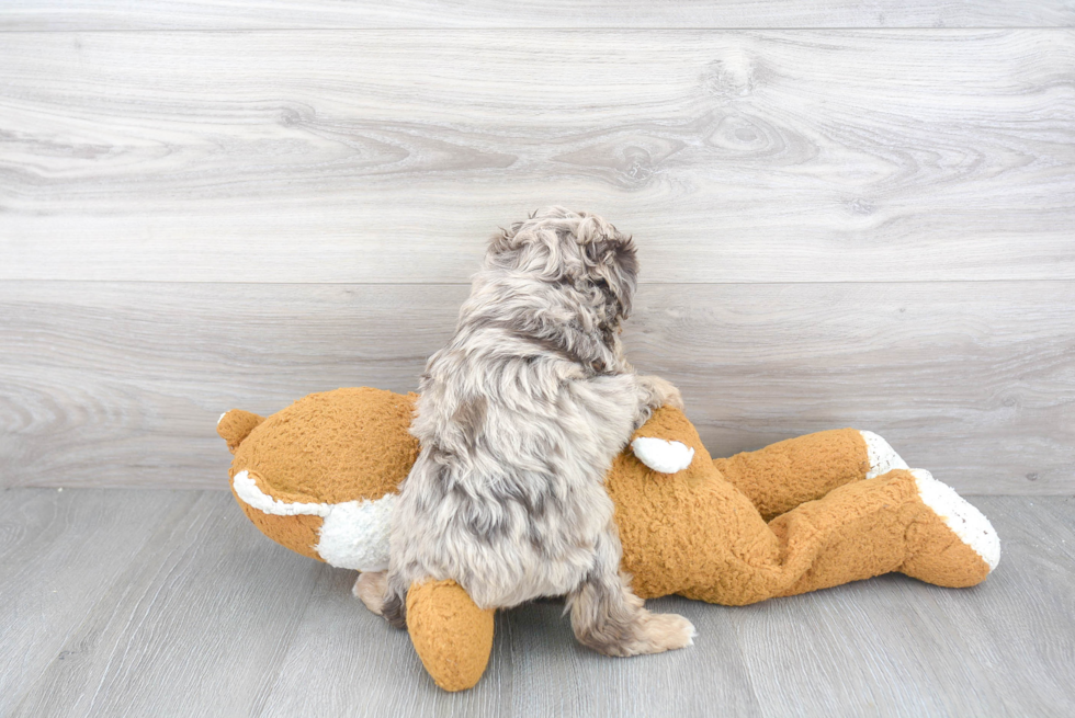 Mini Aussiedoodle Puppy for Adoption