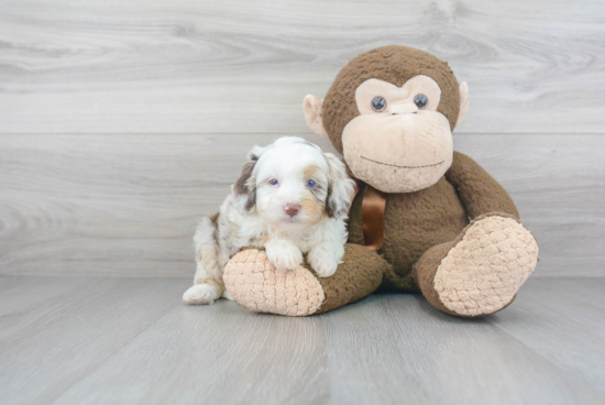 Mini Aussiedoodle Puppy for Adoption