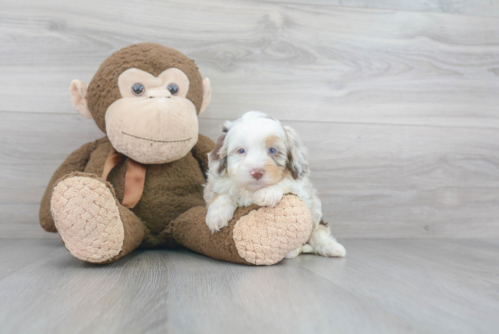 Mini Aussiedoodle Puppy for Adoption