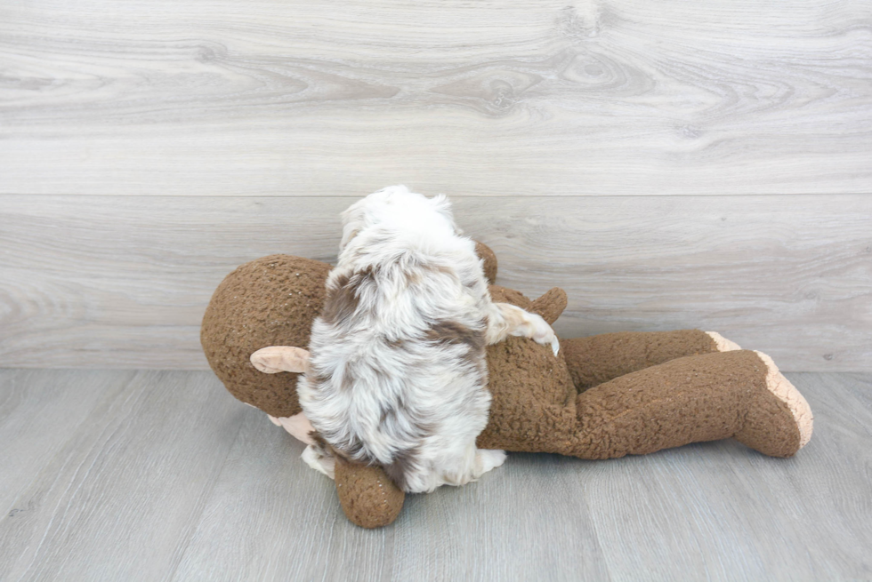 Mini Aussiedoodle Puppy for Adoption