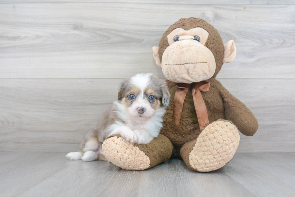 Friendly Mini Aussiedoodle Baby