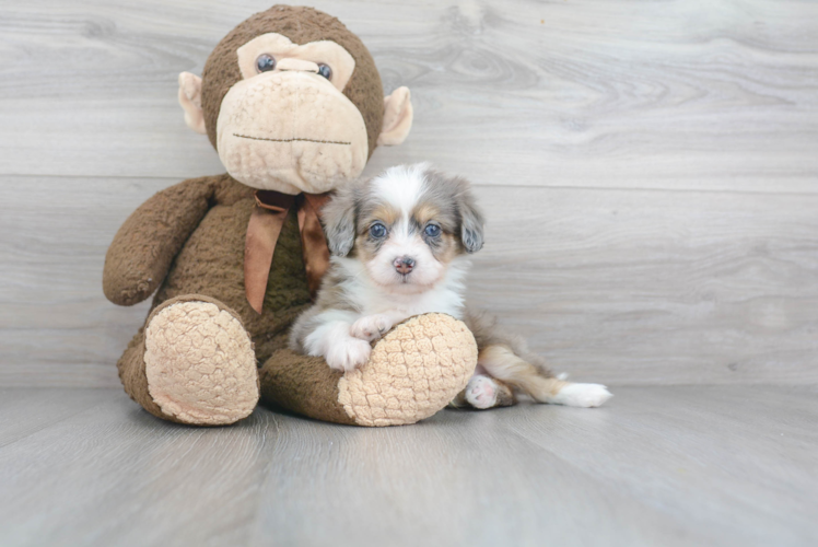 Best Mini Aussiedoodle Baby