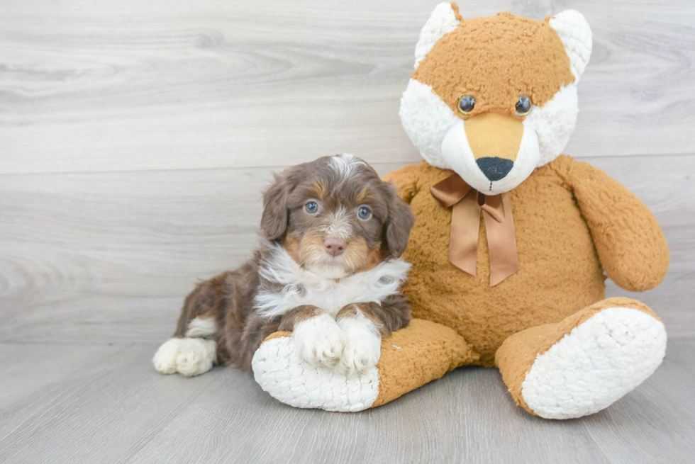 Mini Aussiedoodle Puppy for Adoption