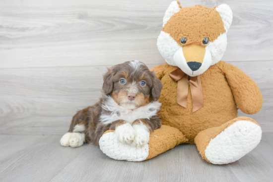 Mini Aussiedoodle Puppy for Adoption