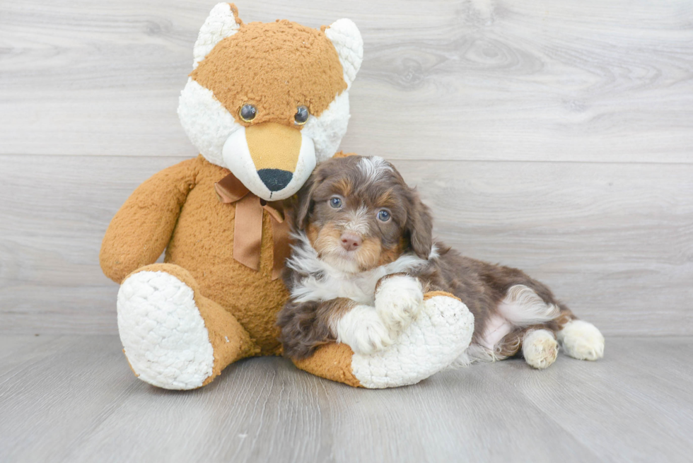 Fluffy Mini Aussiedoodle Poodle Mix Pup