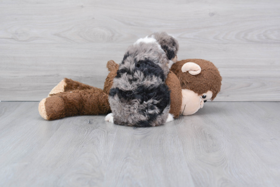 Mini Aussiedoodle Pup Being Cute