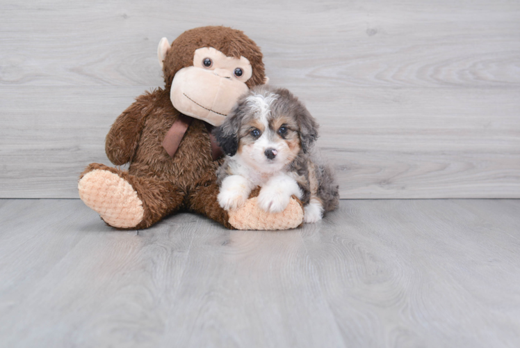 Little Aussiepoo Poodle Mix Puppy