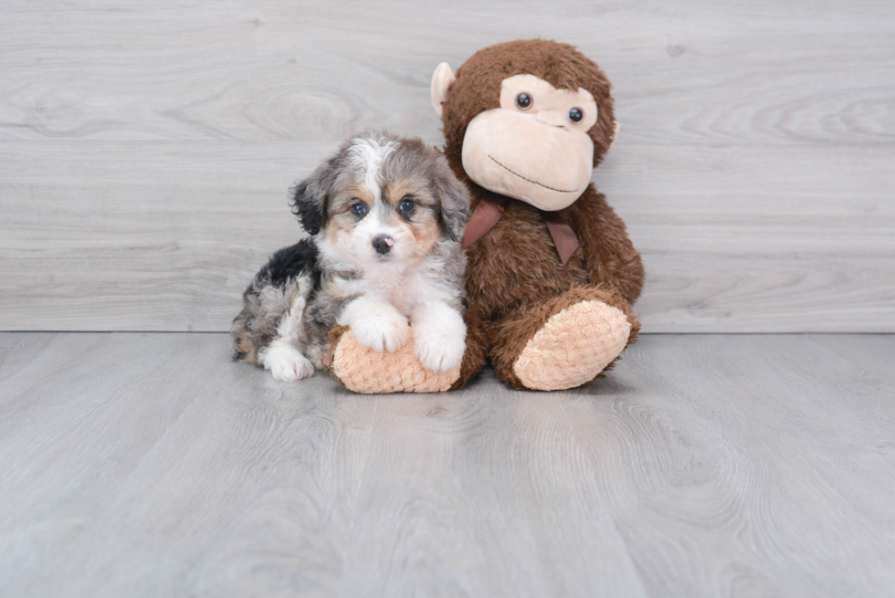 Best Mini Aussiedoodle Baby