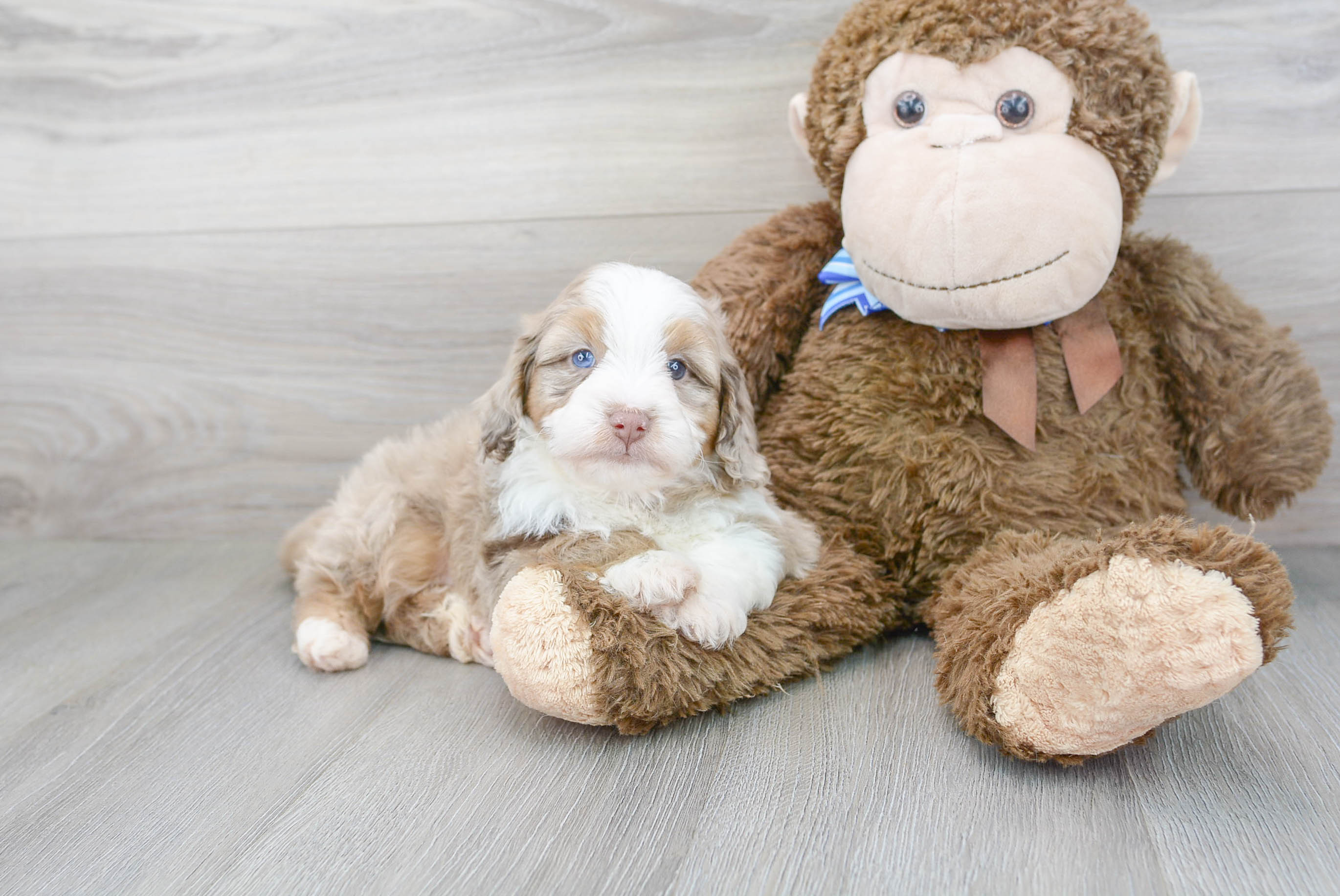 Mini Aussiedoodle Pup Being Cute
