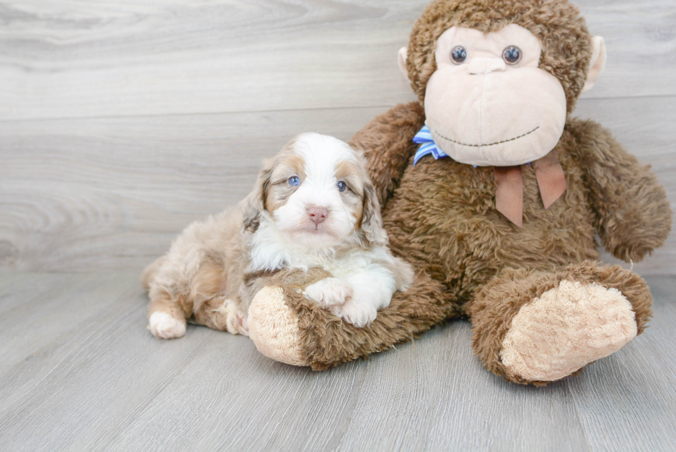 Mini Aussiedoodle Pup Being Cute