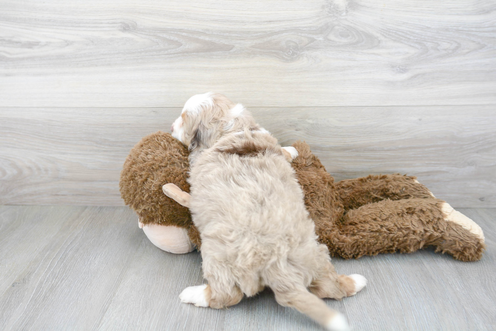 Cute Mini Aussiedoodle Baby