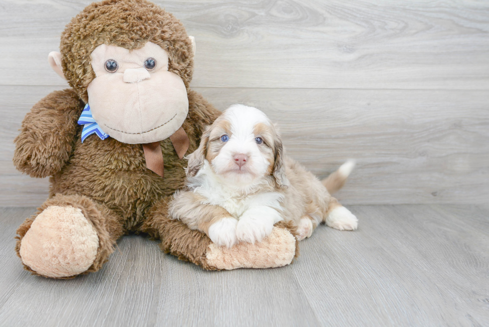 Hypoallergenic Aussiepoo Poodle Mix Puppy