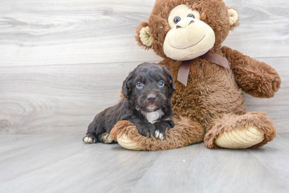 Best Mini Aussiedoodle Baby