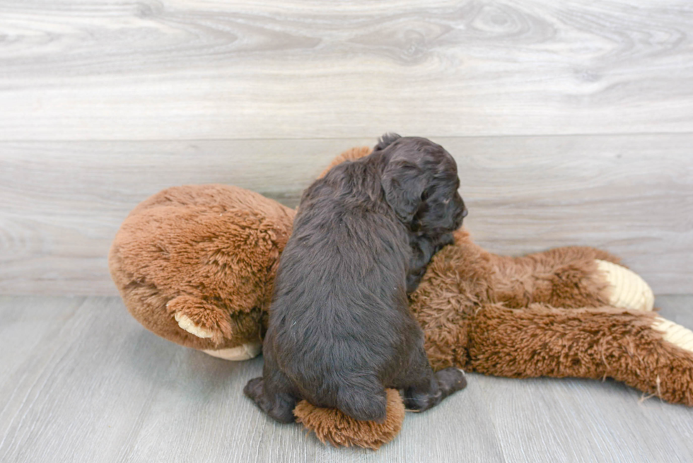 Adorable Aussiepoo Poodle Mix Puppy