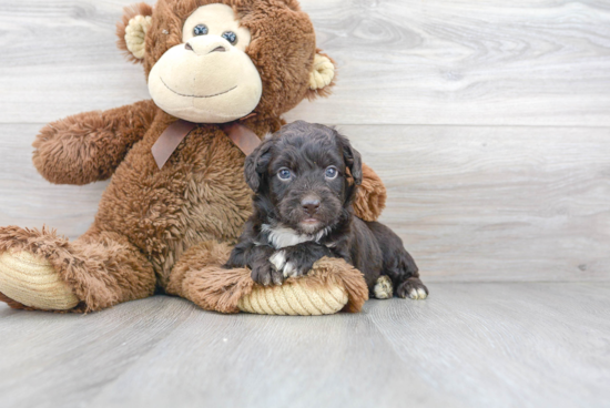 Cute Mini Aussiedoodle Baby