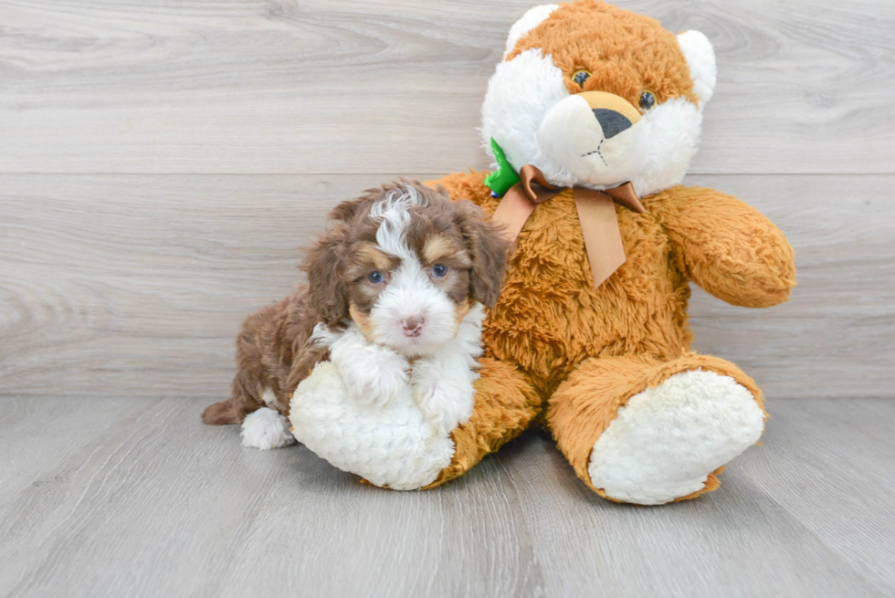 Happy Mini Aussiedoodle Baby