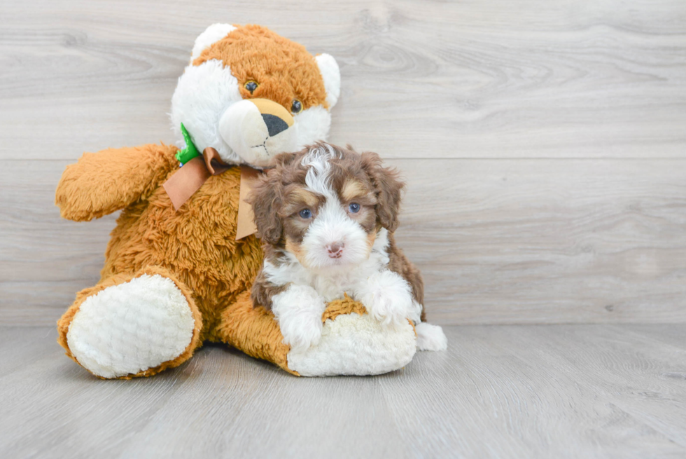 Energetic Aussiepoo Poodle Mix Puppy