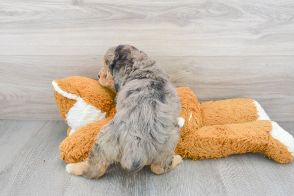 Mini Aussiedoodle Puppy for Adoption