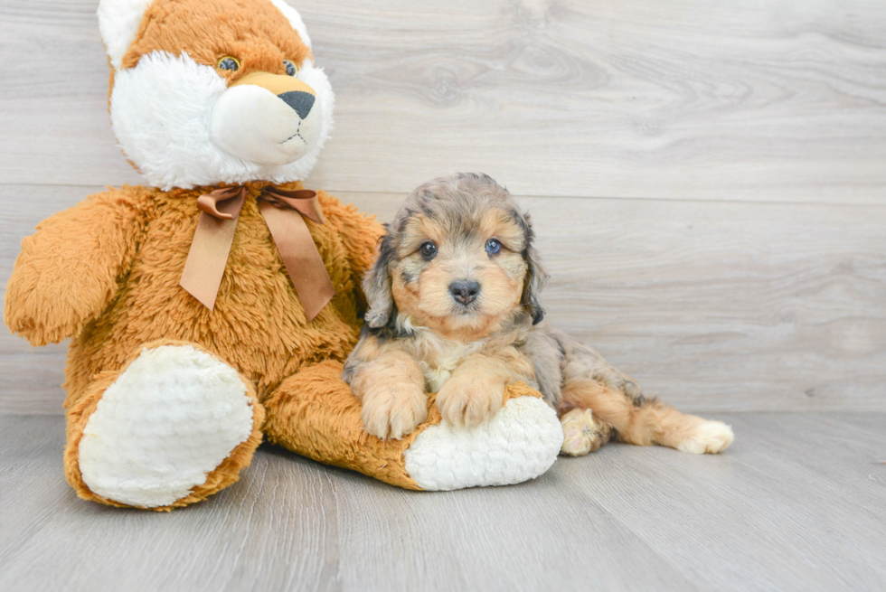 Sweet Mini Aussiedoodle Baby