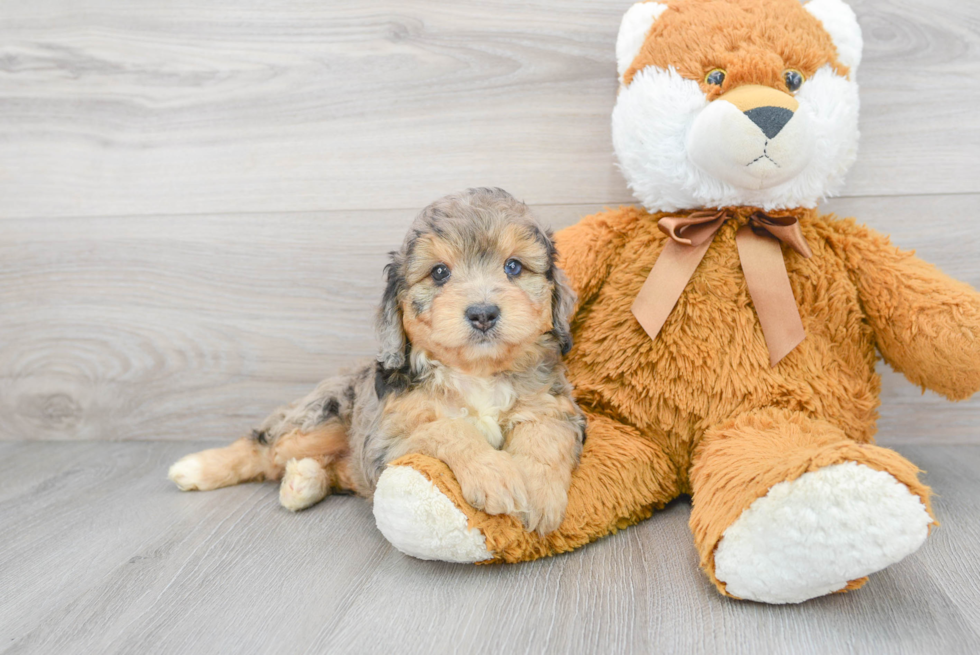 Mini Aussiedoodle Pup Being Cute