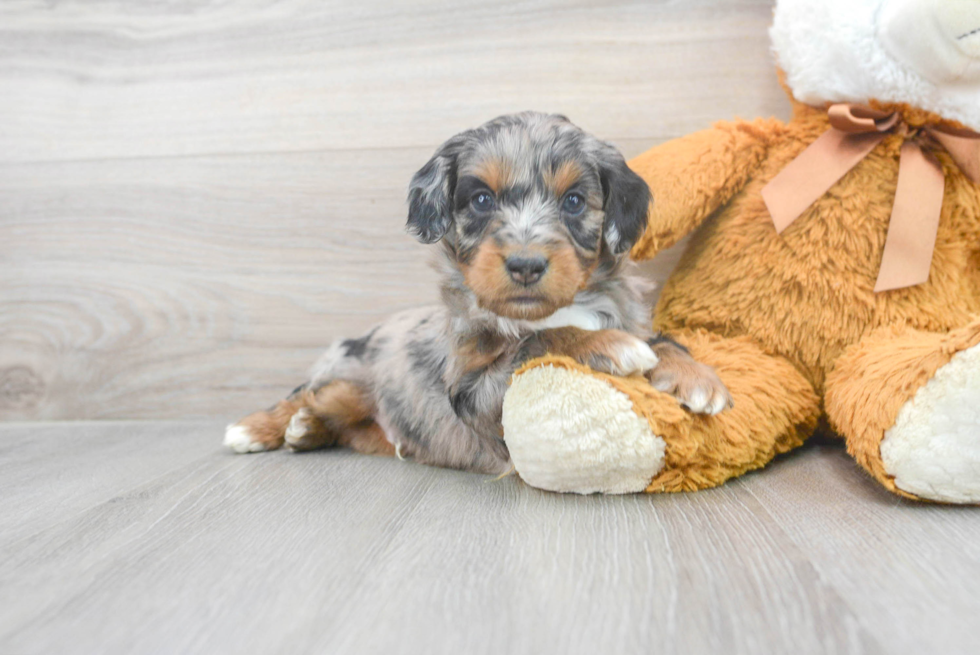 Mini Aussiedoodle Pup Being Cute