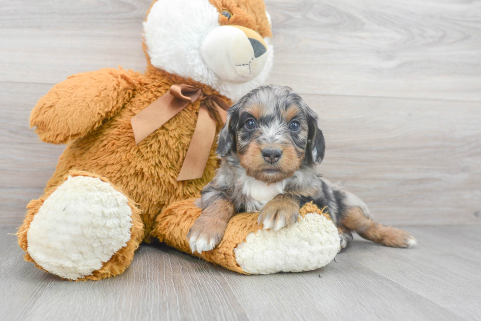 Mini Aussiedoodle Puppy for Adoption