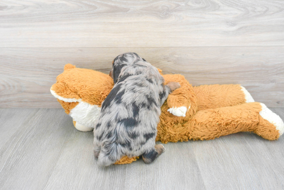 Fluffy Mini Aussiedoodle Poodle Mix Pup