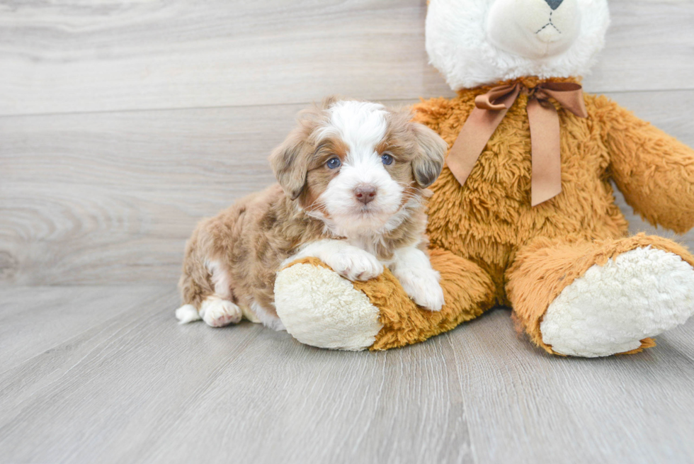 Adorable Aussiepoo Poodle Mix Puppy