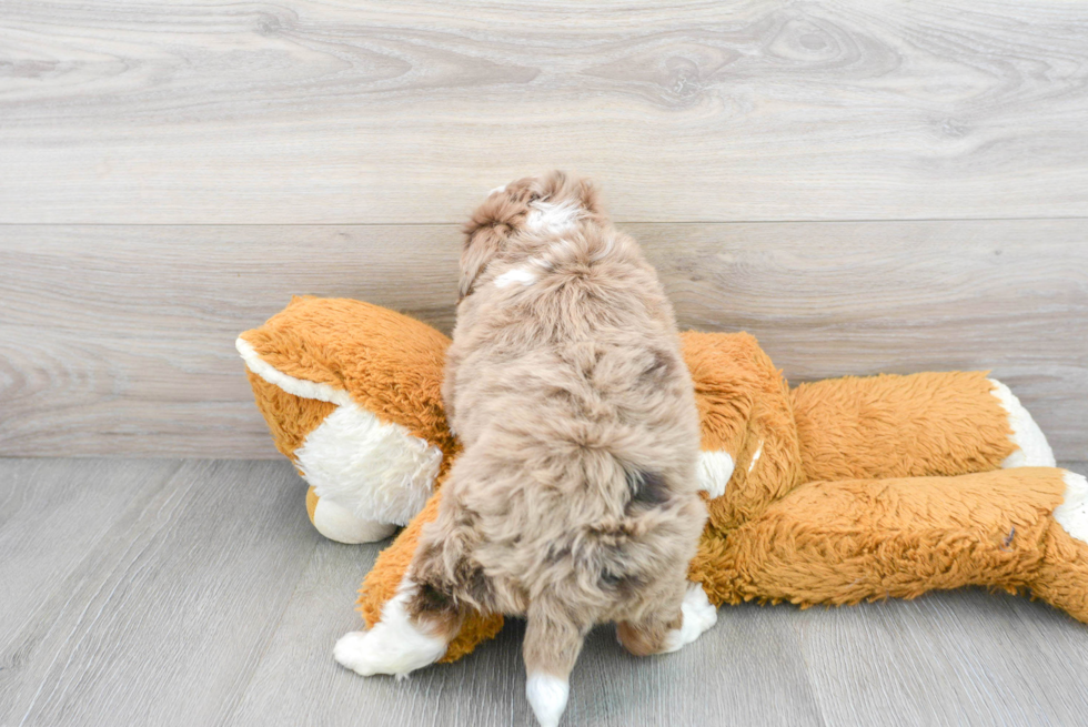 Best Mini Aussiedoodle Baby