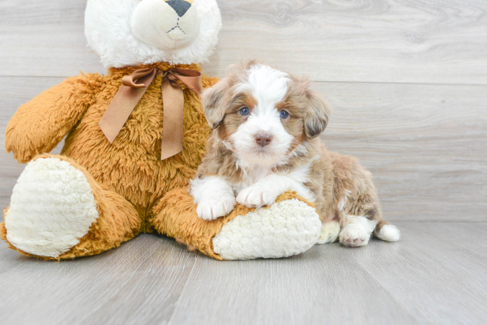 Best Mini Aussiedoodle Baby