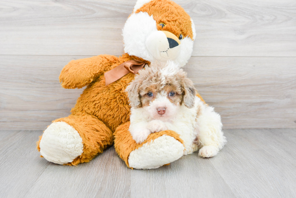 Mini Aussiedoodle Pup Being Cute