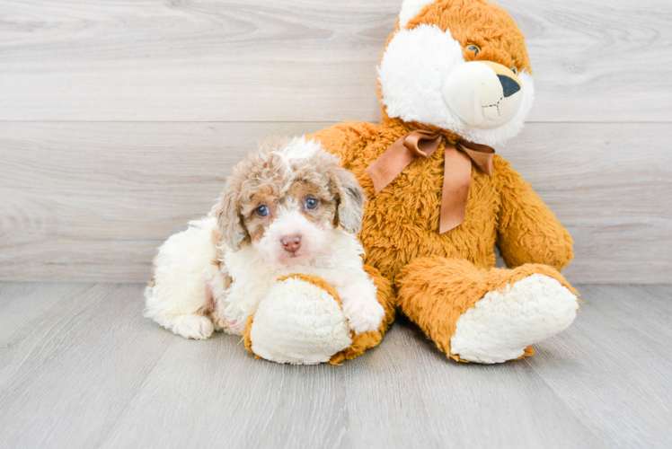 Small Mini Aussiedoodle Baby